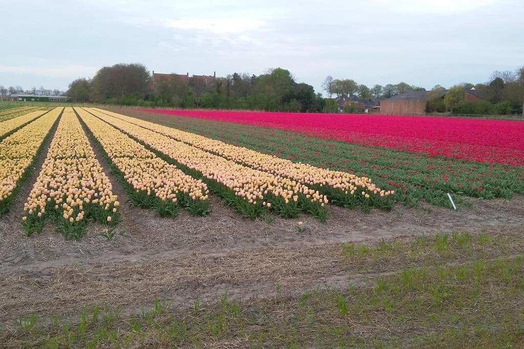 Cottage Egmond-Binnen Met Besloten Tuin מראה חיצוני תמונה