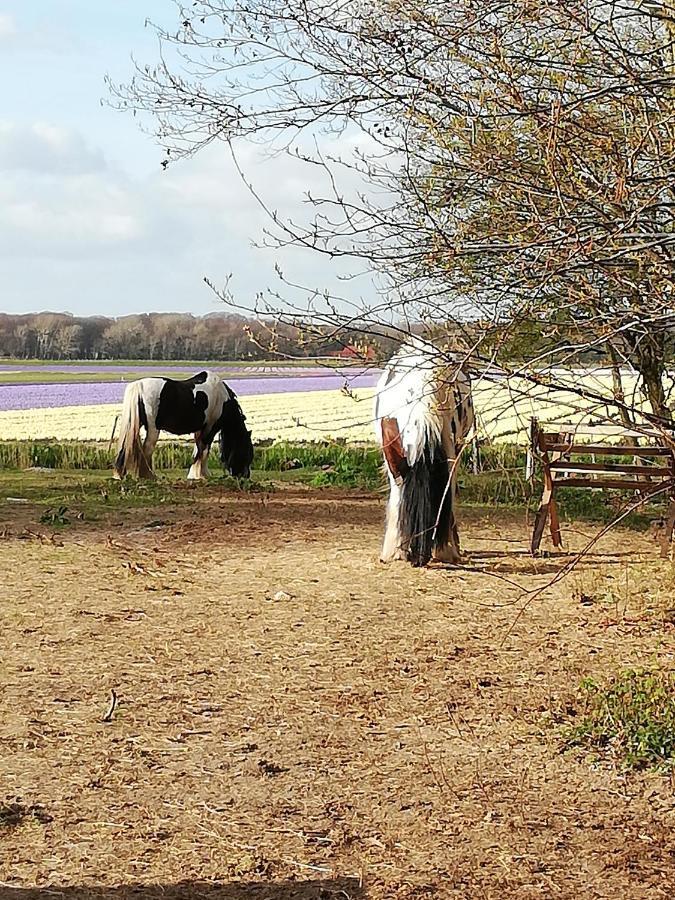 Cottage Egmond-Binnen Met Besloten Tuin מראה חיצוני תמונה