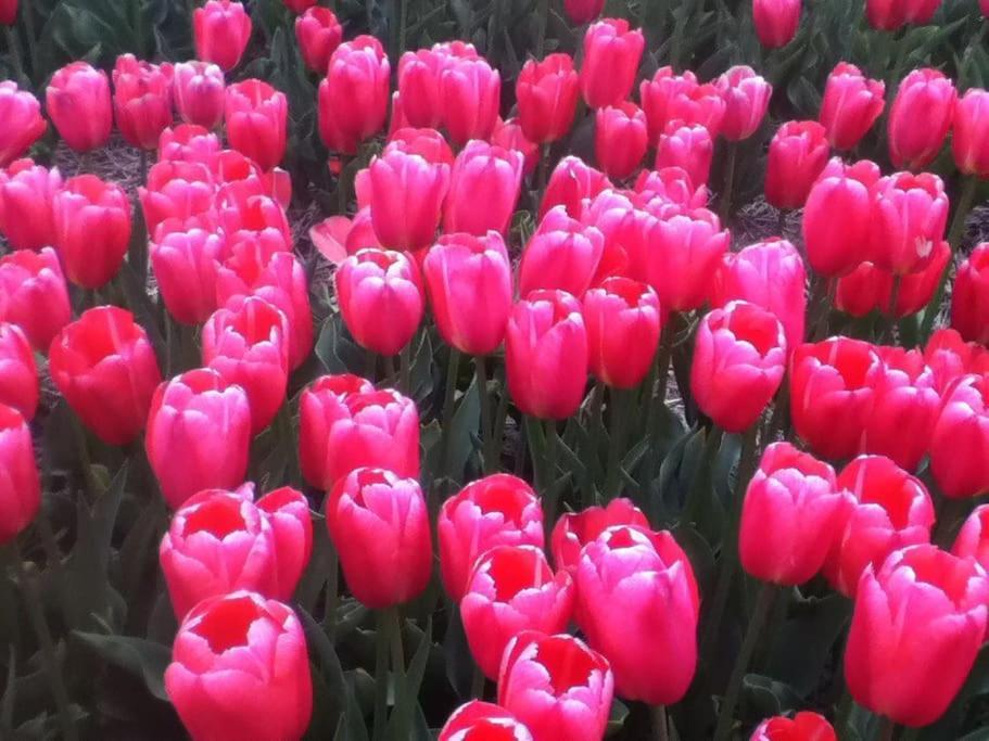 Cottage Egmond-Binnen Met Besloten Tuin מראה חיצוני תמונה